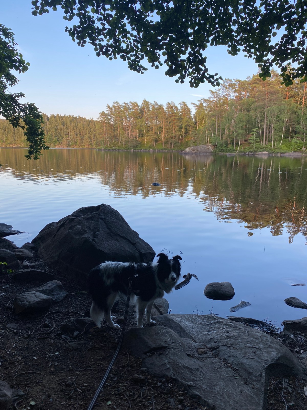 En lång hundpromenad: Östra&nbsp;Göinge